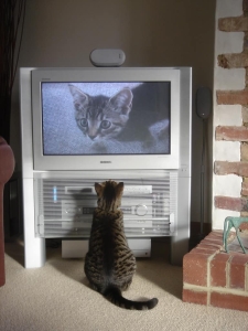 A cat watching Ttv